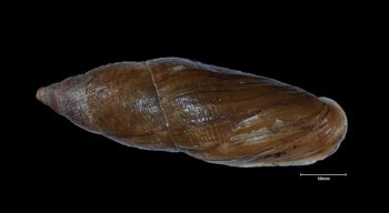 Media type: image;   Malacology 86023 Aspect: dorsal